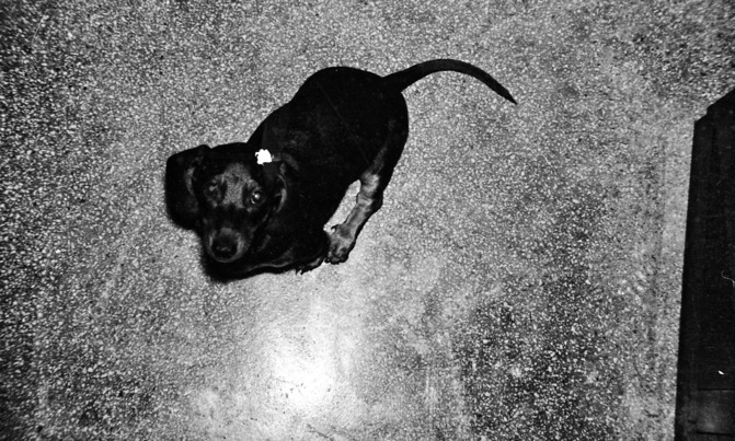 https://lemis.nyc3.digitaloceanspaces.com/grog/Photos/19640821/small/Dog.jpeg