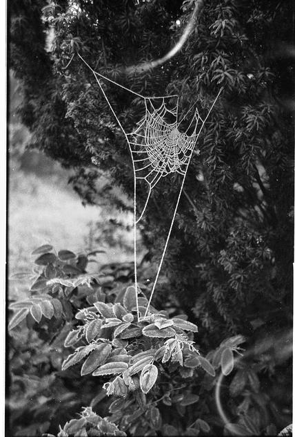 https://lemis.nyc3.digitaloceanspaces.com/grog/Photos/19641213/small/Spider-web.jpeg