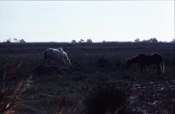 https://lemis.nyc3.digitaloceanspaces.com/grog/Photos/19820920/small/camargue-4.jpeg