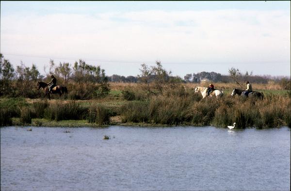 https://lemis.nyc3.digitaloceanspaces.com/grog/Photos/19820920/small/camargue-5.jpeg