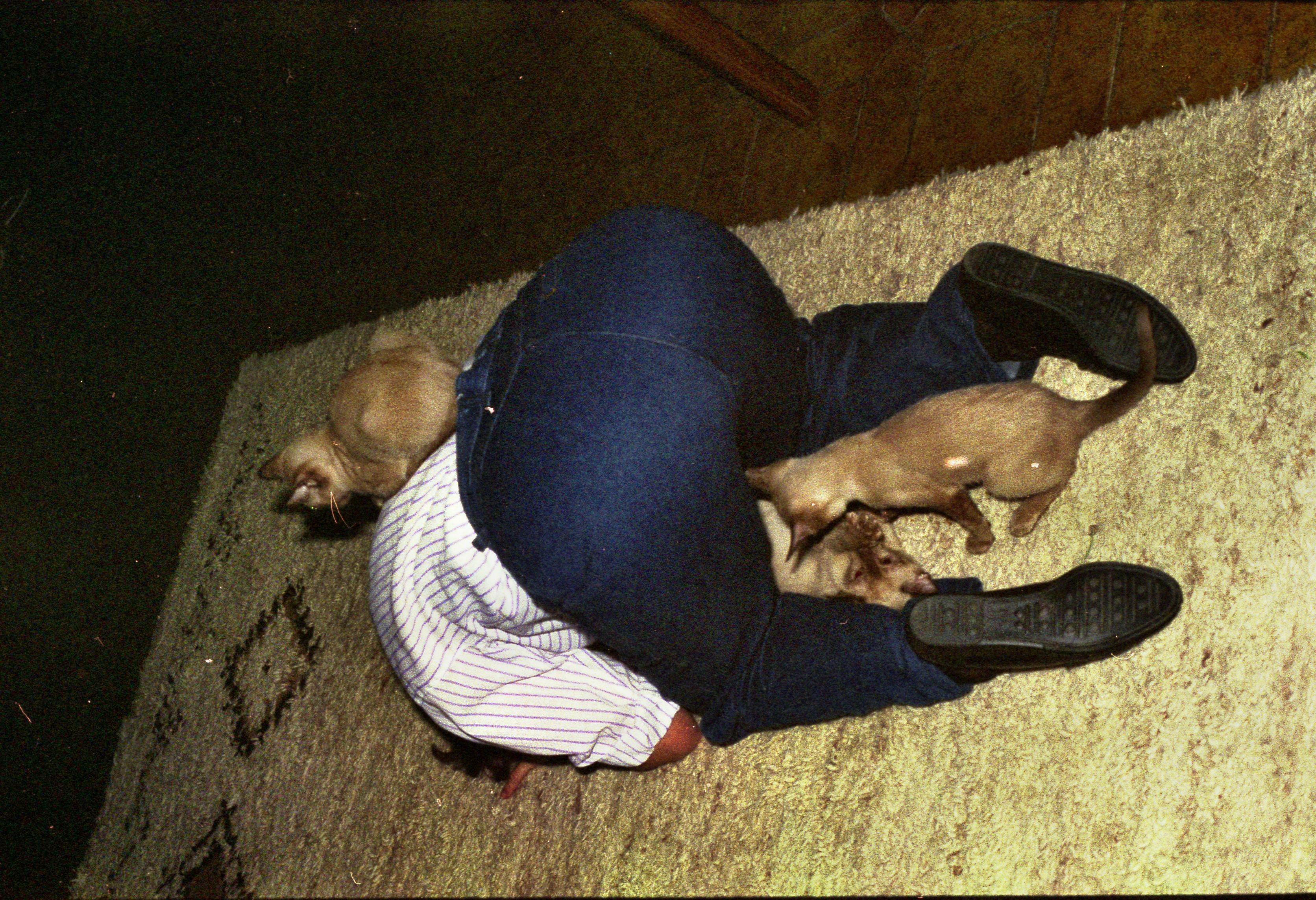 https://lemis.nyc3.digitaloceanspaces.com/grog/Photos/19901001/big/cats-2.jpeg