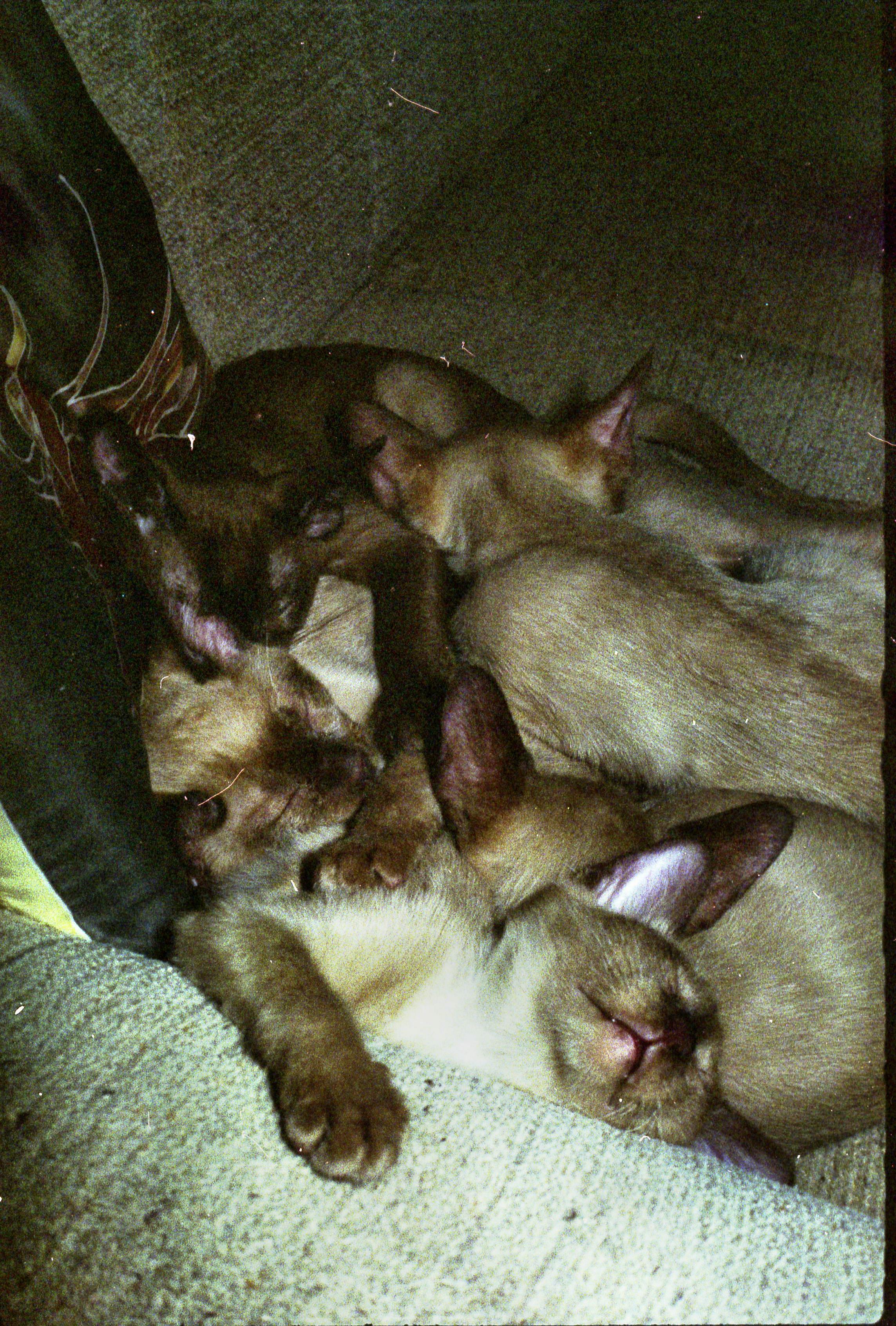 https://lemis.nyc3.digitaloceanspaces.com/grog/Photos/19901001/big/cats-4.jpeg