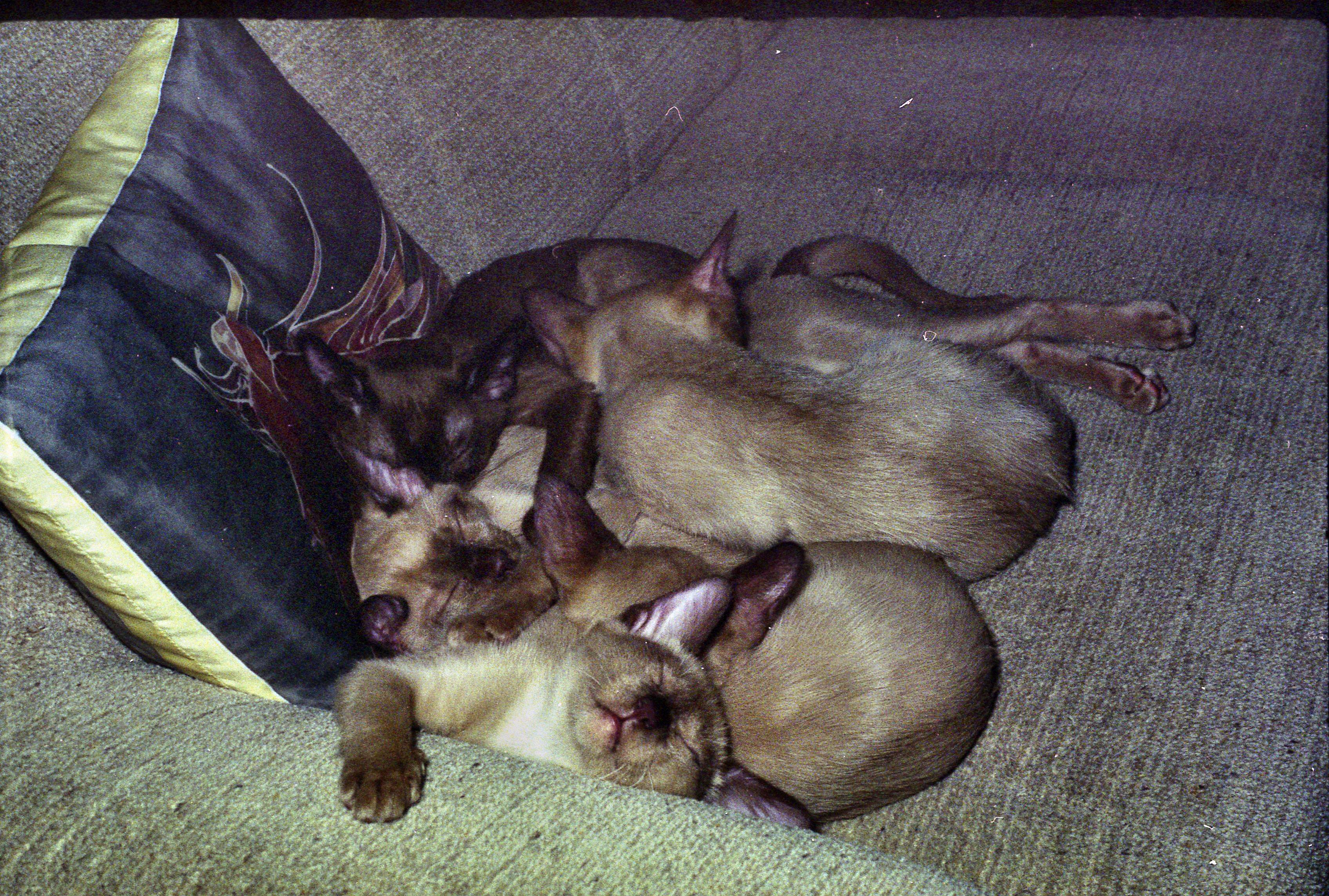 https://lemis.nyc3.digitaloceanspaces.com/grog/Photos/19901001/big/cats-5.jpeg