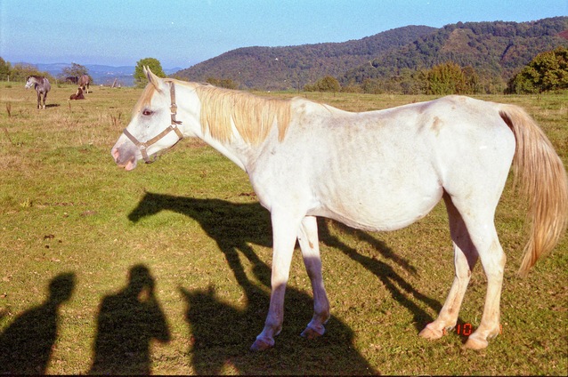 https://lemis.nyc3.digitaloceanspaces.com/grog/Photos/19951017/small/horse-2.jpeg