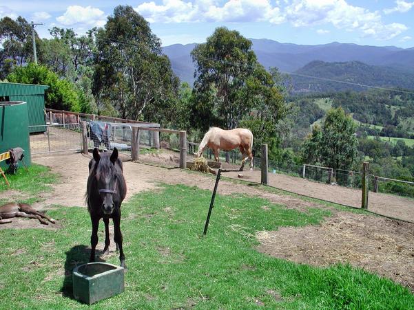 https://lemis.nyc3.digitaloceanspaces.com/grog/Photos/20001203/small/narrawin-horses-3.jpeg