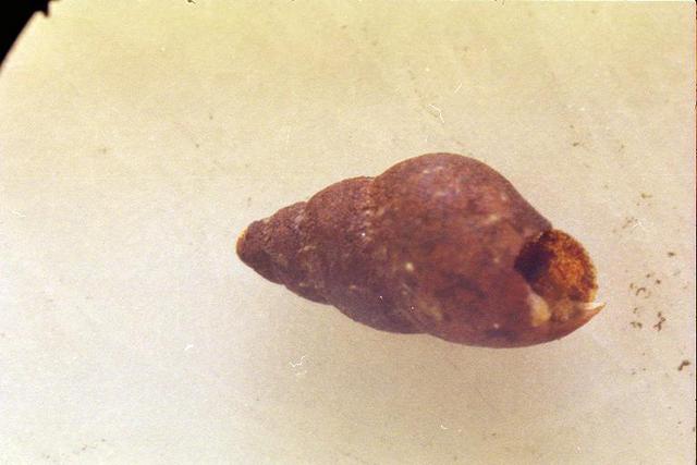 https://lemis.nyc3.digitaloceanspaces.com/grog/Photos/20030308/small/snail-1.jpeg