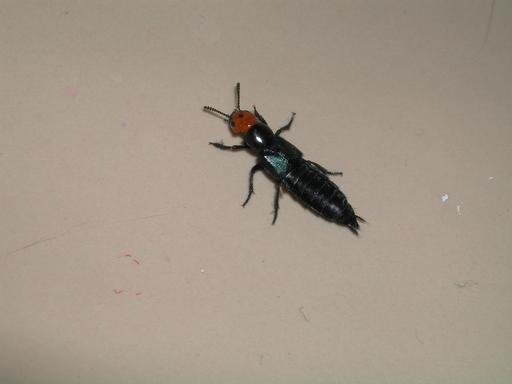 https://lemis.nyc3.digitaloceanspaces.com/grog/Photos/20041217/small/insect-1.jpeg