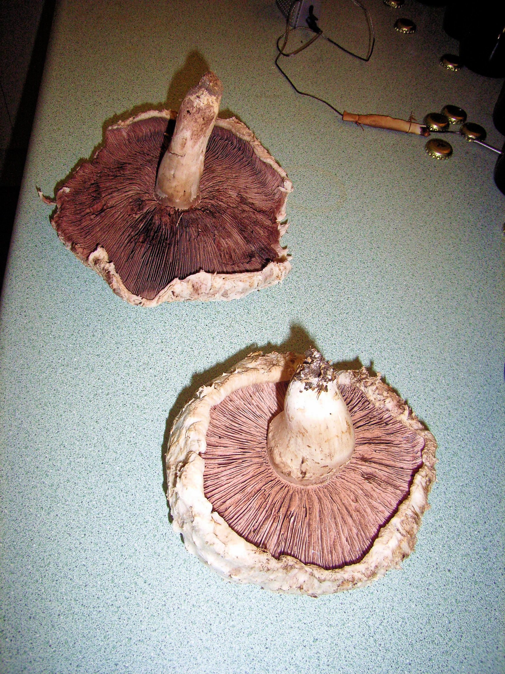 https://lemis.nyc3.digitaloceanspaces.com/grog/Photos/20050215/big/mushroom-1.jpeg