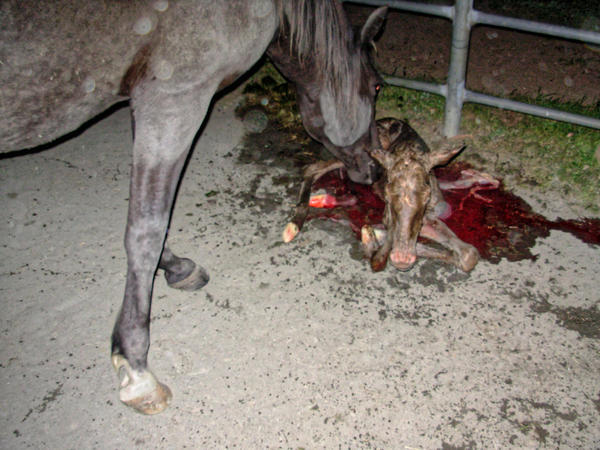 https://lemis.nyc3.digitaloceanspaces.com/grog/Photos/20061005/small/foal-1.jpeg