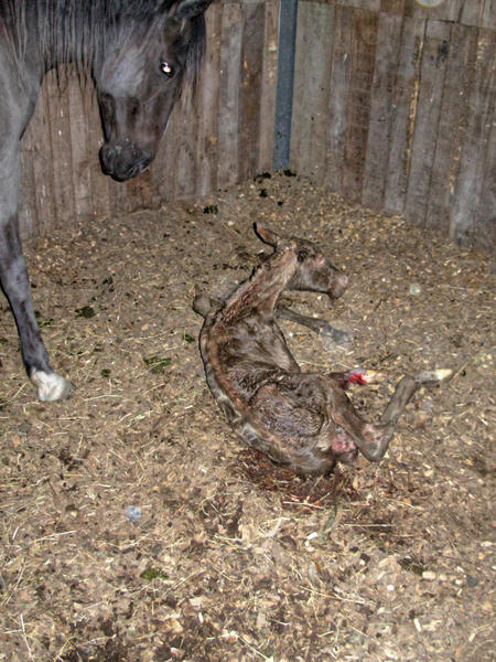 https://lemis.nyc3.digitaloceanspaces.com/grog/Photos/20061005/small/foal-14.jpeg