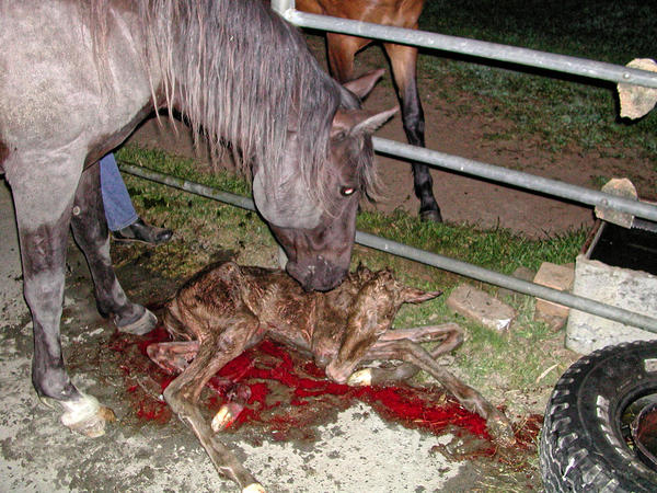 https://lemis.nyc3.digitaloceanspaces.com/grog/Photos/20061005/small/foal-15.jpeg