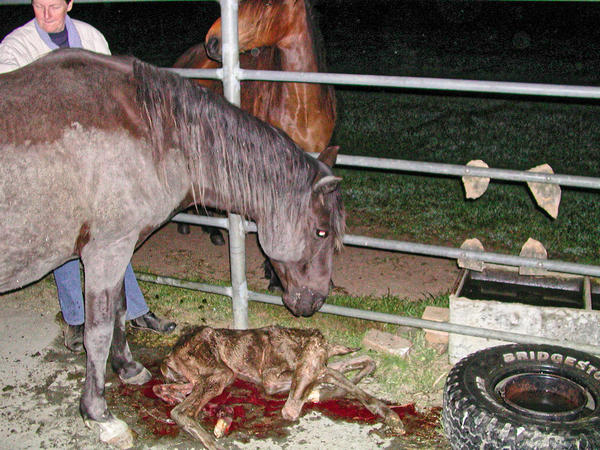 https://lemis.nyc3.digitaloceanspaces.com/grog/Photos/20061005/small/foal-16.jpeg
