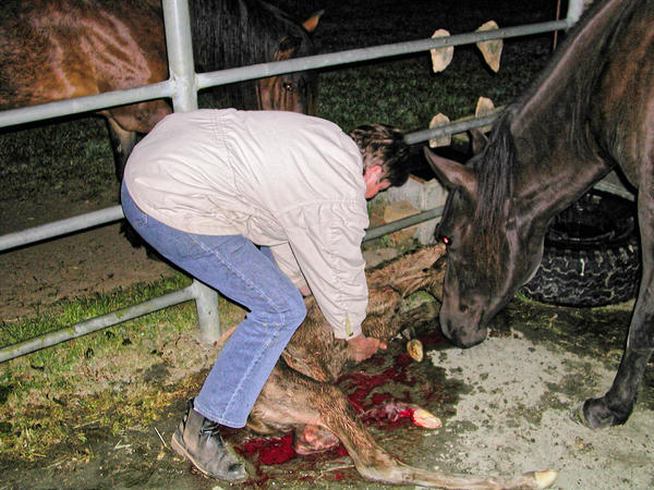 https://lemis.nyc3.digitaloceanspaces.com/grog/Photos/20061005/small/foal-17.jpeg