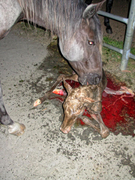 https://lemis.nyc3.digitaloceanspaces.com/grog/Photos/20061005/small/foal-2.jpeg