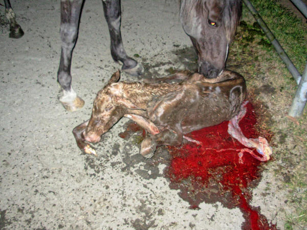 https://lemis.nyc3.digitaloceanspaces.com/grog/Photos/20061005/small/foal-3.jpeg