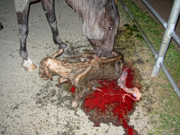 https://lemis.nyc3.digitaloceanspaces.com/grog/Photos/20061005/small/foal-5.jpeg