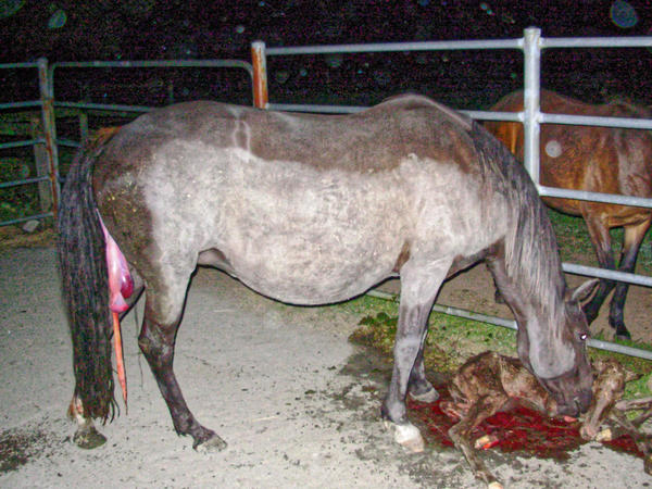 https://lemis.nyc3.digitaloceanspaces.com/grog/Photos/20061005/small/foal-6.jpeg