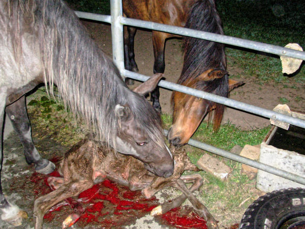 https://lemis.nyc3.digitaloceanspaces.com/grog/Photos/20061005/small/foal-7.jpeg