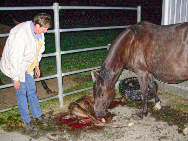 https://lemis.nyc3.digitaloceanspaces.com/grog/Photos/20061005/small/foal-8.jpeg