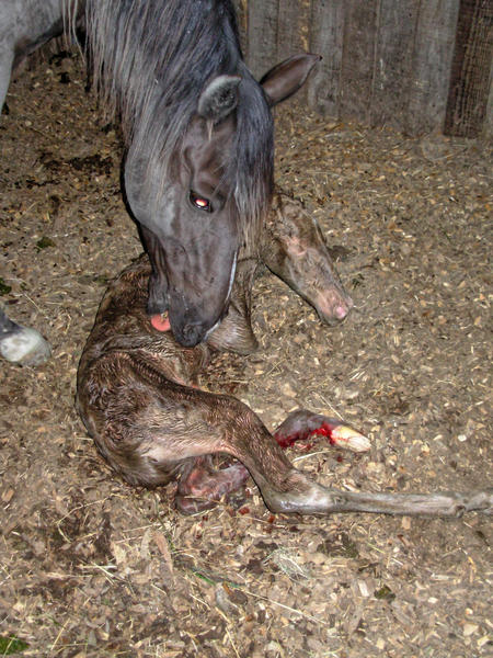 https://lemis.nyc3.digitaloceanspaces.com/grog/Photos/20061005/small/foal-9.jpeg