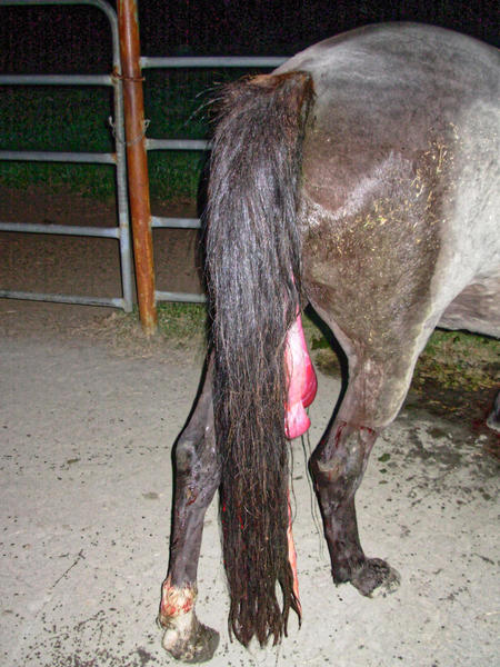 https://lemis.nyc3.digitaloceanspaces.com/grog/Photos/20061005/small/placenta-1.jpeg