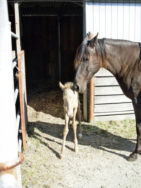 https://lemis.nyc3.digitaloceanspaces.com/grog/Photos/20061006/small/foal-2.jpeg
