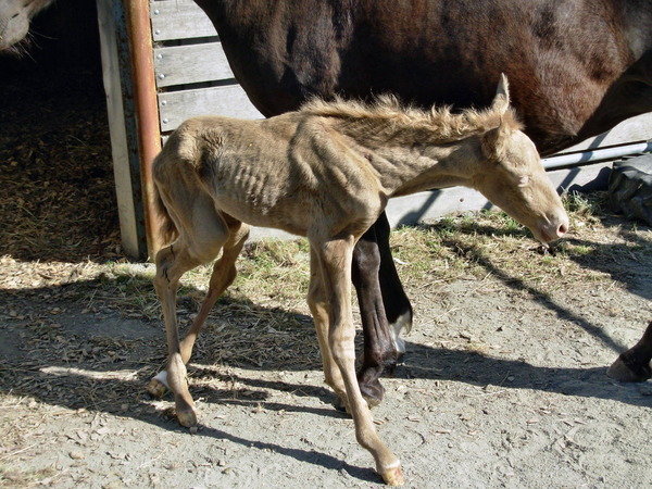 https://lemis.nyc3.digitaloceanspaces.com/grog/Photos/20061006/small/foal-4.jpeg