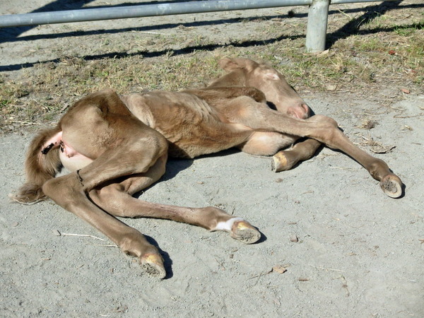 https://lemis.nyc3.digitaloceanspaces.com/grog/Photos/20061006/small/foal-7.jpeg