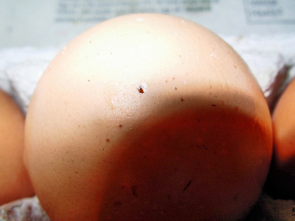 https://lemis.nyc3.digitaloceanspaces.com/grog/Photos/20061111/small/pierced-egg-1.jpeg