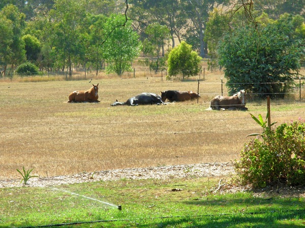 https://lemis.nyc3.digitaloceanspaces.com/grog/Photos/20061205/small/horses-1.jpeg