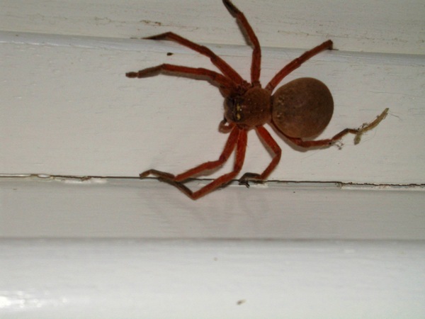 https://lemis.nyc3.digitaloceanspaces.com/grog/Photos/20061205/small/spider-4.jpeg