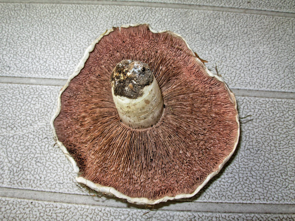 https://lemis.nyc3.digitaloceanspaces.com/grog/Photos/20070215/small/mushroom.jpeg