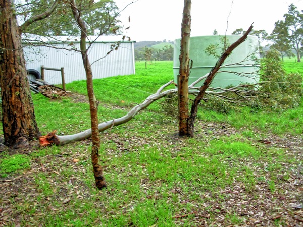 https://lemis.nyc3.digitaloceanspaces.com/grog/Photos/20070529/small/fallen-branch-1.jpeg