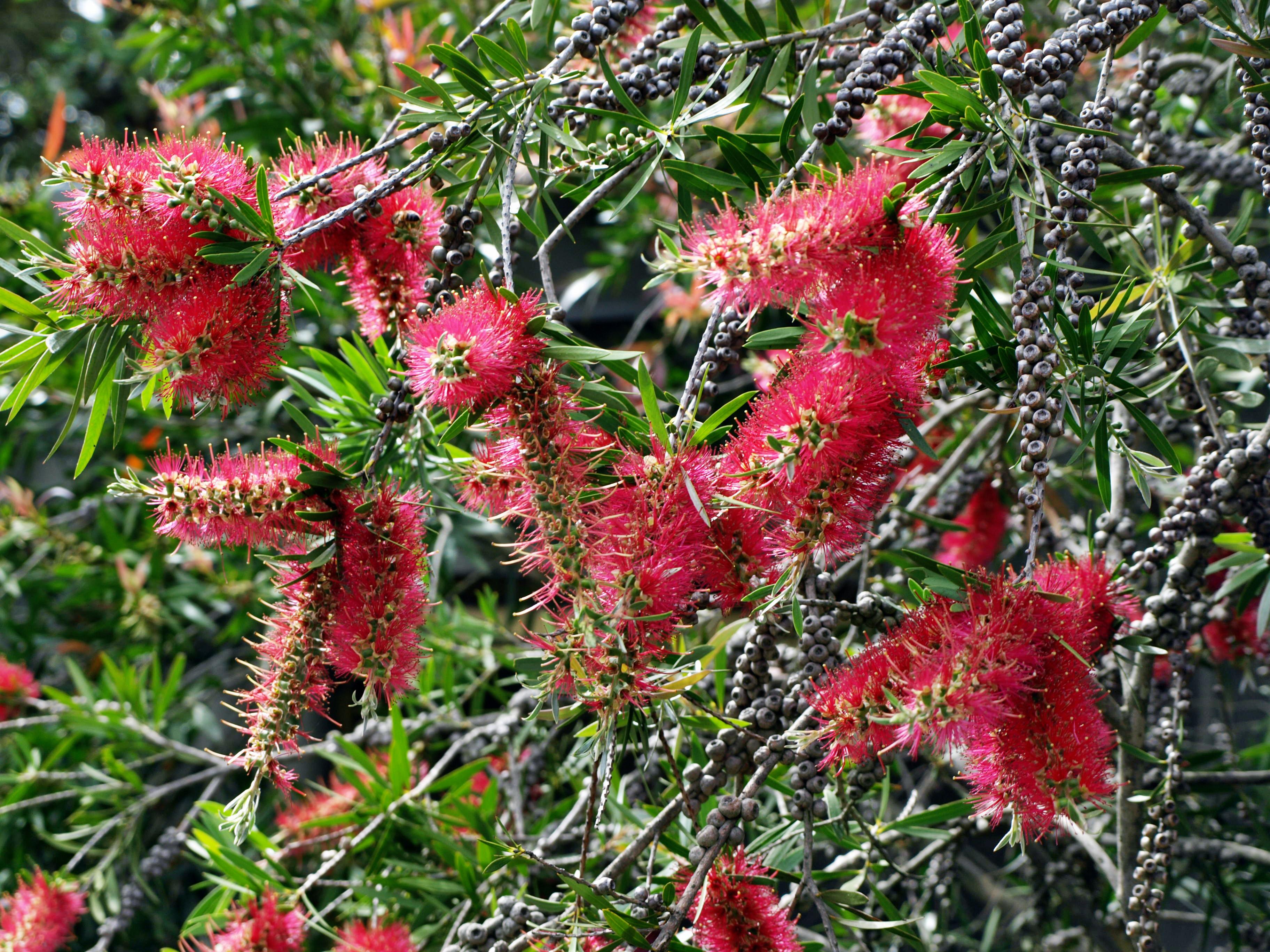 https://lemis.nyc3.digitaloceanspaces.com/grog/Photos/20071201/big/bottlebrush-1.jpeg