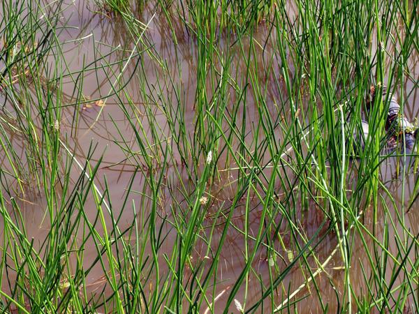 https://lemis.nyc3.digitaloceanspaces.com/grog/Photos/20071201/small/reeds.jpeg