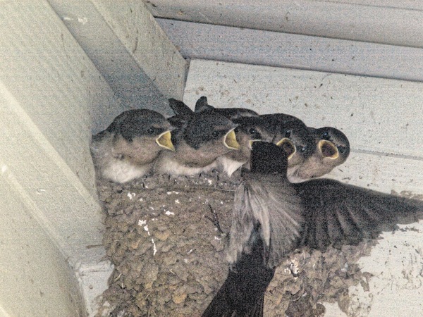 https://lemis.nyc3.digitaloceanspaces.com/grog/Photos/20071209/small/birds-15.jpeg