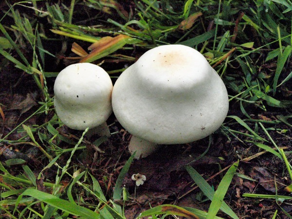 https://lemis.nyc3.digitaloceanspaces.com/grog/Photos/20071223/small/mushroom-1.jpeg