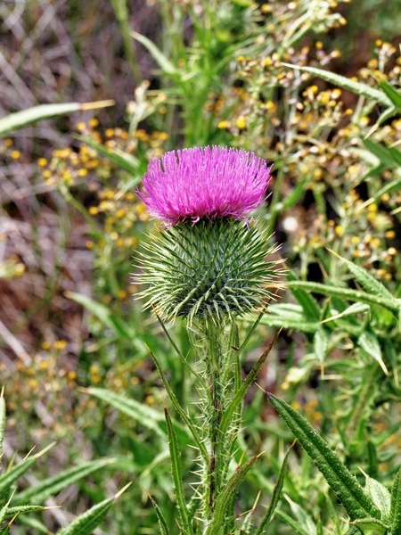https://lemis.nyc3.digitaloceanspaces.com/grog/Photos/20071223/small/thistle-2.jpeg