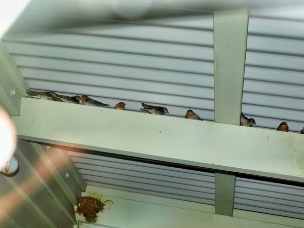 https://lemis.nyc3.digitaloceanspaces.com/grog/Photos/20080229/small/swallows-1.jpeg