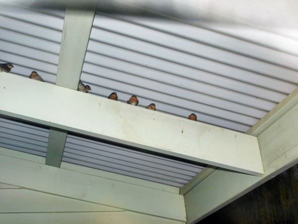https://lemis.nyc3.digitaloceanspaces.com/grog/Photos/20080229/small/swallows-2.jpeg