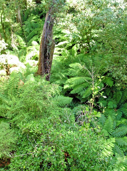 https://lemis.nyc3.digitaloceanspaces.com/grog/Photos/20080301/small/fern-2.jpeg
