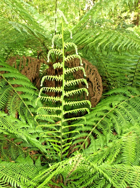 https://lemis.nyc3.digitaloceanspaces.com/grog/Photos/20080301/small/fern-3.jpeg