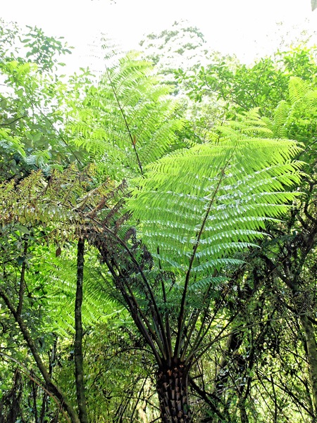 https://lemis.nyc3.digitaloceanspaces.com/grog/Photos/20080301/small/fern-4.jpeg