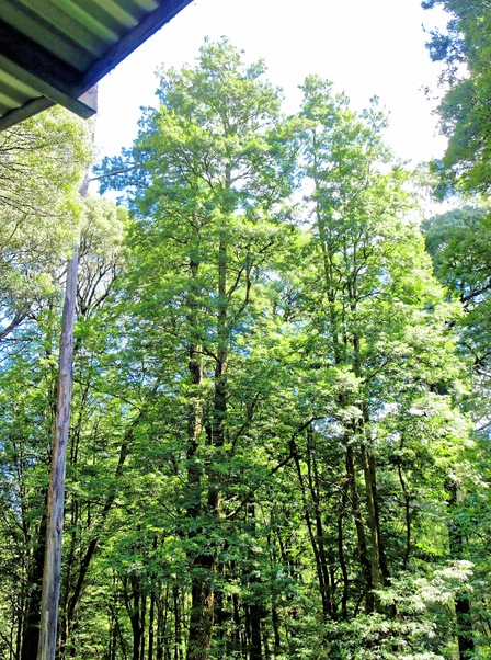 https://lemis.nyc3.digitaloceanspaces.com/grog/Photos/20080301/small/forest-1.jpeg