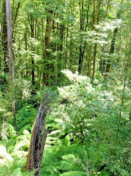 https://lemis.nyc3.digitaloceanspaces.com/grog/Photos/20080301/small/forest-2.jpeg