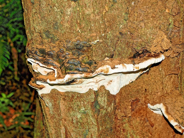 https://lemis.nyc3.digitaloceanspaces.com/grog/Photos/20080301/small/fungus-1.jpeg