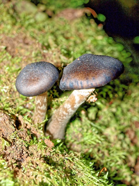 https://lemis.nyc3.digitaloceanspaces.com/grog/Photos/20080301/small/fungus-3.jpeg
