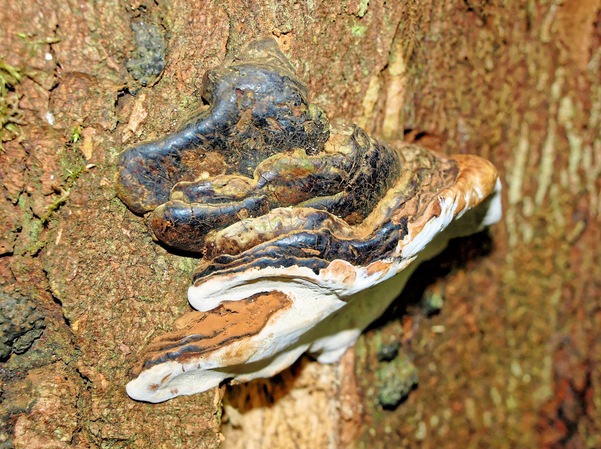 https://lemis.nyc3.digitaloceanspaces.com/grog/Photos/20080301/small/fungus-5.jpeg