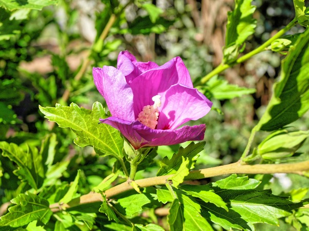 https://lemis.nyc3.digitaloceanspaces.com/grog/Photos/20080301/small/hibiscus-1.jpeg