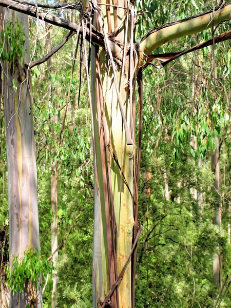 https://lemis.nyc3.digitaloceanspaces.com/grog/Photos/20080301/small/treetop-walk-11.jpeg